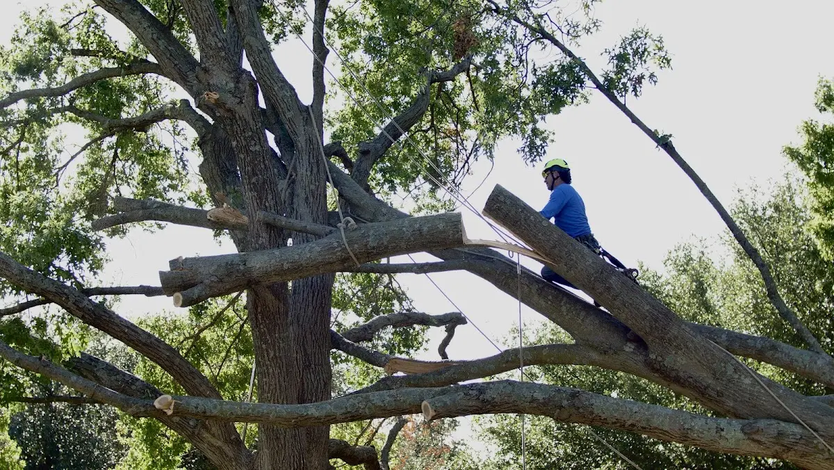 Professional Crown Thinning performed by certified arborists in Gilbertown