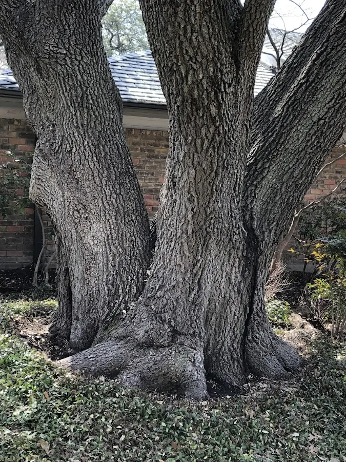 Mature heritage tree close to a Gilbertown property cared for by certified arborists